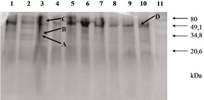 Gambar 2. Pola isozim pektinolitik dari filtrat kultur F. oxysporum f.sp. cubense yang ditumbuhkanpada medium sintetik (SM) dengan penambahan 1% citrus pektin