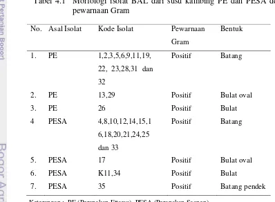 Tabel 4.1  Morfologi isolat BAL dari susu kambing PE dan PESA dengan   