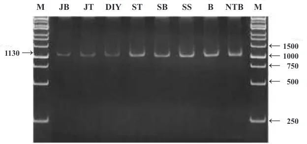 Gambar 3. Pita DNA Rice tungro bacilliform virus (RTBV) hasil amplifikasi PCR: M= Marker (1 kb DNALadder); JB= Subang (Jabar); JT= Magelang (Jateng); DIY= Sleman; ST= Donggala (Sulteng);SS= Sidrap (Sulsel); SB= Polman (Sulbar); B= Tabanan (Bali); Lombok Tengah (NTB)
