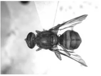Gambar 1. Skematisasi venasi sayap lalat buah;nomor menunjukkan venasi ke-