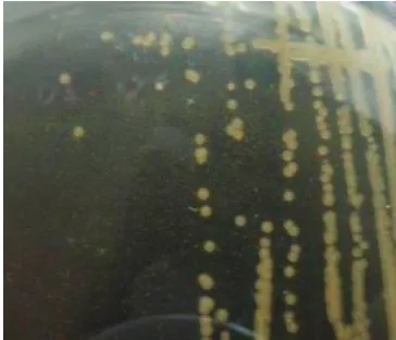 Gambar 3. Bibit cengkeh kontrol (kiri) dan yang diinokulasi bakteri uji (kanan) pada 57 HSI