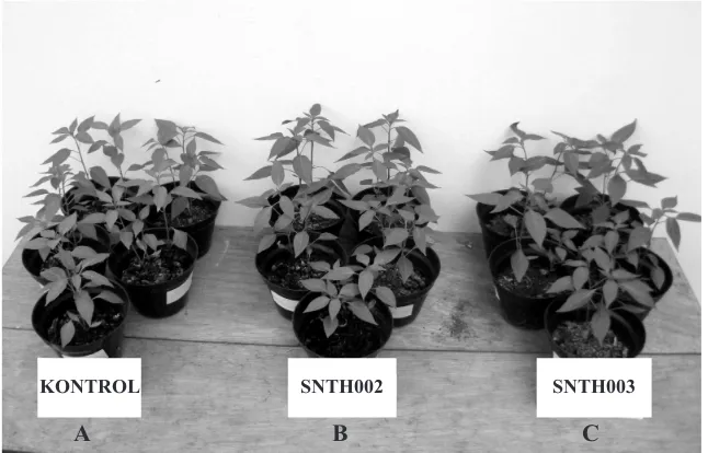 Gambar 1. Hasil uji dua isolat jamur asal tanah gambut sebagai PGPF pada tanaman cabai.(A) kontrol, (B) Penicillium sp., dan (C) Aspergillus sp.