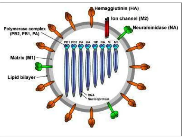 Gambar 1. Diagram skematis struktur virus influenza A (Lee dan Saif 2009) 