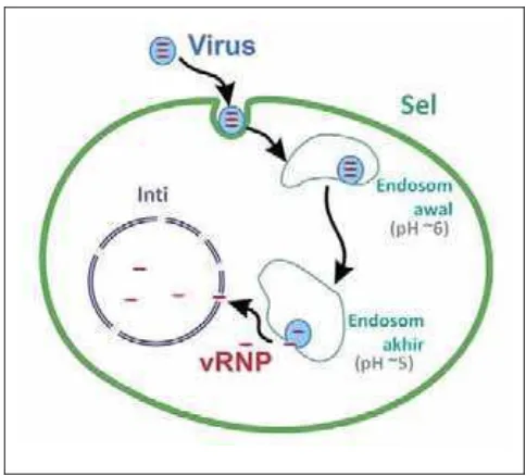 Gambar 2. Endositosis virus influenza diadaptasi dari Lakadamyali et al. (2004) 