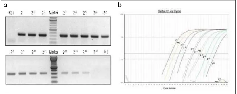 Gambar 5.  Perbandingan hasil PCR konvensional dan real time (a) elektroforesis gel RT-PCR konvensional, H5 terdeteksi hingga pengenceran 2-14 dan (b) grafik amplifikasi RRT-PCR hingga pengenceran 2-22.