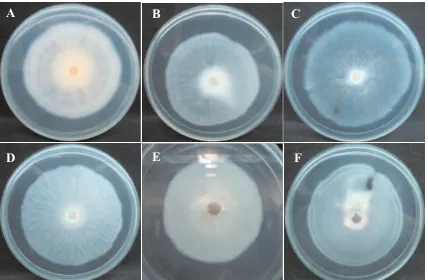 Gambar 3. Pertumbuhan koloni Foc ras 4 pada medium Komada, isolat ras 4 Foc hasil penelitian Sun et al.(1978) (A); isolat ras 4 Foc hasil penelitian Qi et al