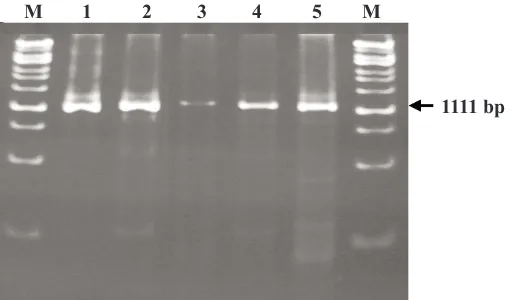Gambar 1. Visualisasi fragmen DNA hasil amplifikasi PCR menggunakan primer S-CRF & S-CRR padaPAGE 6%
