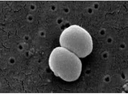 Gambar 2.4 Staphylococcus epidermidis