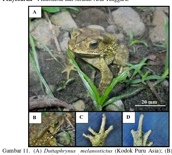 Gambar 11. (A)  Duttaphrynus  melanostictus (Kodok Puru Asia); (B) Kelenjar Parotoid; (C) Jari ekstremitas depan; (D) Jari ekstremitas belakang 