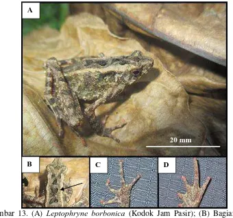 Gambar 13. (A) Leptophryne borbonica (Kodok Jam Pasir); (B) Bagian dorsal yang memiliki tanda jam pasir; (C) Jari ekstremitas beakang; (D) Jari ekstremitas depan 