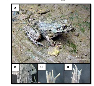 Gambar 16. (A) Fejervarya cancrivora (Katak Hijau); (B) Bintil-bintil memanjang pada bagian dorsal; (C) Jari ekstremitas depan; (D) Jari ekstremitas belakang 