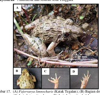 Gambar 17.  (A)  Fejervarya limnocharis (Katak Tegalan); (B) Bagian dorsal tubuh; 