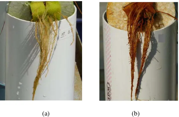 Gambar 4.3.  Penampilan akar tanaman padi yang menunjukkan plak Fe yang rendah (a), dan akar dengan plak Fe dipermukaan akar yang tinggi (b) 
