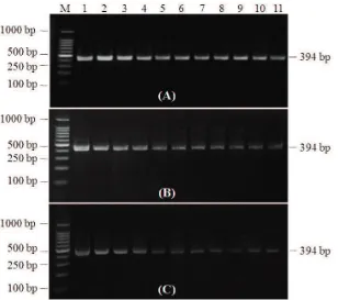 Gambar 1. Hasil amplifikasi gen 16S rRNA P. carotovorum menggunakan primer universal pada reaksi PCRyang dielektroforesis pada 1,5% gel agarosa (Lane 1–5: DNA murni tanpa pengenceran, peng-enceran DNA 5×, 10×, 50×, dan 100× dengan pengenceran primer 10×; Lane 6–10: DNA murnitanpa pengenceran, pengenceran DNA 5×, 10×, 50×, dan 100× dengan pengenceran primer 50×;Lane 11–15: DNA murni tanpa pengenceran, pengenceran DNA 5×, 10×, 50×, dan 100× denganpengenceran primer 100×; M: DNA ladder 100 bp)