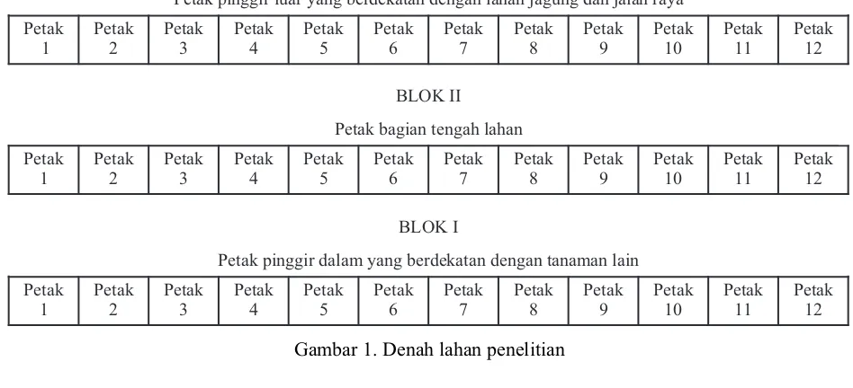 Gambar 1. Denah lahan penelitian