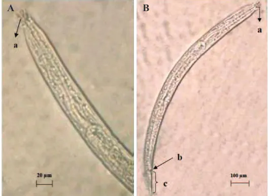 Gambar 4. Nematoda genus Aphelenchus (A); bagian anterior (B): stilet (a), metacorpus (b); bagian posterior (C) 