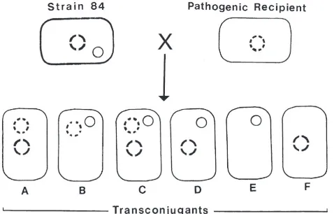 Figure 7. Diagrammatic representation of a cross between strain 84 and a pathogenic recipient of Agrobacteriumtumefaciens; chromosomes are not shown; strain 84 contains two plasmids, one (solid line) codingfor agrocin 84 production and resistance to agrocin 84 and the other (broken line) coding fornopaline catabolism and for conjugation; the pathogen has one plasmid (dotted line) that codes forpathogenicity and for agrocin 84 sensitivity as well as for other characters not discussed in the text;the cross results in six plasmid transconjugants; transconjugants B and C combine (pathogenicitywith resistance to agrocin 84 (Kerr, 1980)