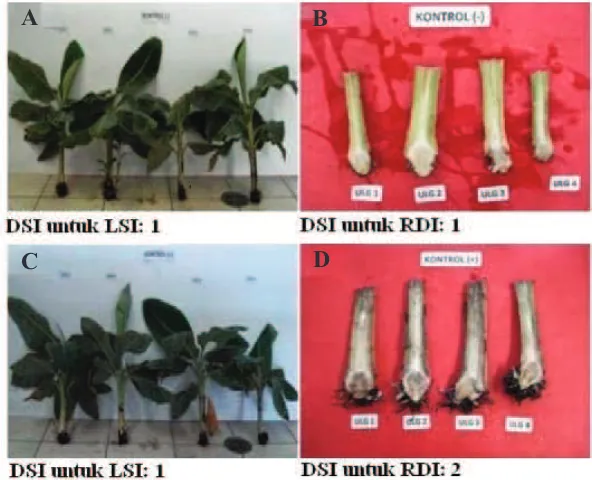 Gambar 6. Pengaruh fungisida asam fosfit terhadap gejala layu dan gejala nekrosis rimpang pada tanaman pisangKeterangan: A
