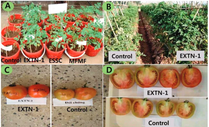 Figure 2. Plant growth promotion and control of disease incidence on tomato by PGPR strains under greenhouseand field conditions (A: control of disease incidence of bacterial wilt caused by Ralstonia solanacearumby treatment with PGPR strains compared to water treated control plants; B: enhancement of greenpigmentation in leaves; C: enlargement of fruit size; D: increment of fleshy part by EXTN-1 treatmentcompared to water treated control) (source: Thanh et al., 2009)