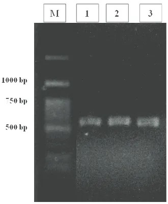 Gambar 1. Hasil elektroforesis PCR dengan primer spesifik Metarhizium anisopliae (TW81 dan AB21)Keterangan:M : Marker 100 bp ladder1 : Isolat jamur Metarhizium anisopliae dari larva Oryctes rhinoceros 2 : Isolat jamur Metarhizium anisopliae dari larva Lepidiota stigma 3 : Isolat jamur Metarhizium anisopliae dari kumbang Brontispa longissima