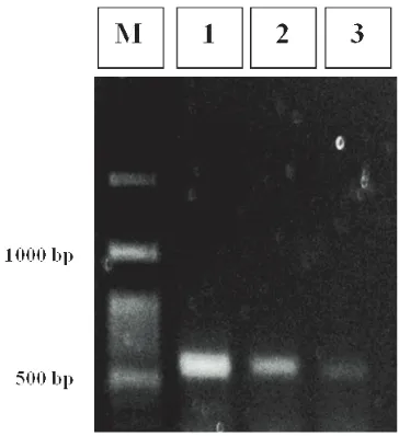 Gambar 2. Hasil elektroforesis PCR dengan primer universal ITS1 dan ITS4 Keterangan:M : Marker 100 bp ladder1 : Isolat jamur Metarhizium anisopliae dari larva Oryctes rhinoceros 2 : Isolat jamur Metarhizium anisopliae dari larva Lepidiota stigma 3 : Isolat jamur Metarhizium anisopliae dari kumbang Brontispa longissima