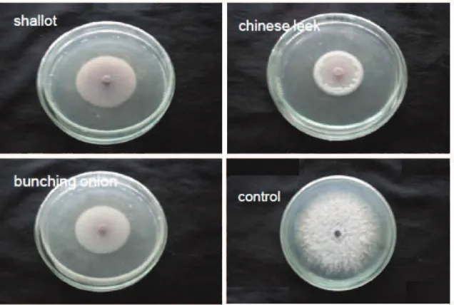 Figure 4. Diameter colony of F. oxysporum f.sp. cubense on PDA amended with different Allium spp