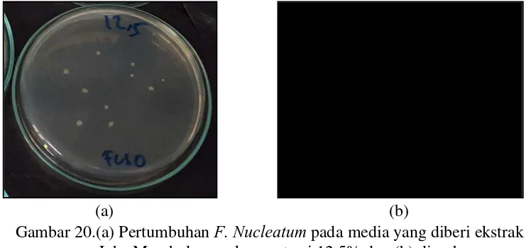 Gambar 19.(a) Pertumbuhan F. Nucleatum pada media yang diberi ekstrak                       Jahe merah dengan konsentrasi 6, 25% dan (b) diperbesar 