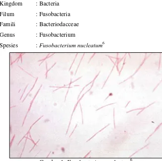 Gambar 1. Fusobacterium nucleatum6