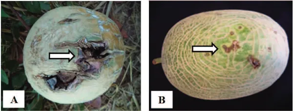 Gambar 1. Kerusakan pada buah melon yang banyak dijumpai di lahan (tanda panah): buah retak hingga pecah,retakan buah berwarna hitam (A);terdapat becakberwarna hijau tua kebasahan pada permukaan buah (B)