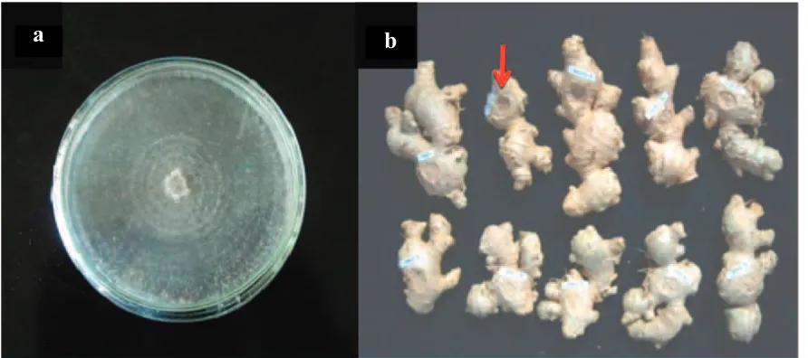 Gambar 1. Pertumbuhan F. oxysporum f. sp. zingiberi umur 7 hari pada medium PDA (a); gejala pada rimpang(tanda panah merah) berupa rimpang yang keriput, cekung dan terjadi busuk kering (b)