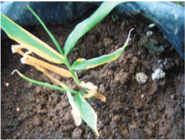 Gambar 2. Gejala serangan Fusarium oxysporum f.sp.zingiberi pada tanaman jahe gajah berupa menguningnyabagian tepi ujung daun, terutama daun sebelah bawah dan kemudian daun akan mengering