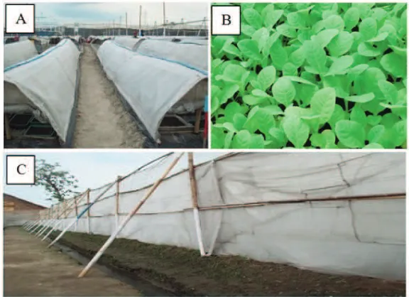Figure 1. Symptoms of tobacco curl leaf disease: dwarf and leaf chlorosis (A); leaf folds and stunted (B);leaf malformation on the young plant and stunted (C); and leaf shrinking in irregular form on matureplant (D)