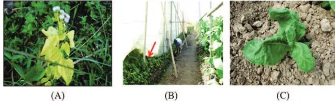 Figure 4. Data of dried tobacco leaves production (kg/ha) from leaf curl endemic area prior to the virusinfection and after the integrated disease control of A, B, and C combinations