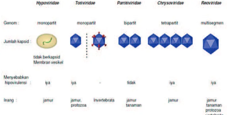 Gambar 2. Penularan mikovirus. Penularan mikovirus dapat terjadi secara horisontal lewat pertukaran sitoplasmasaat anastomosis (fusi hifa) (A) atau secara vertikal lewat pembentukan spora (B) baik seksualmaupun aseksual (Nuss, 2005)