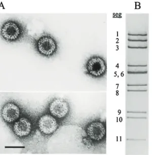 Gambar 4. Pengaruh MyRV1 terhadap morfologi dan karakter biologi Cryphonectria parasitica: 9B21 (V+)adalah isolat C