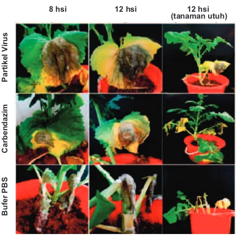 Gambar 5. Perlindungan tanaman dari serangan Sclerotinia sclerotiorum menggunakan partikel virusSsHADV-1; sediaan partikel virus setengah murni menghambat serangan jamur S