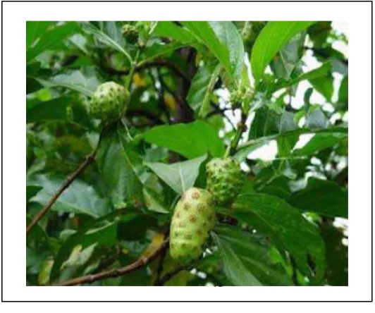 Gambar 1. Buah mengkudu. 10 