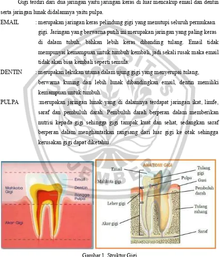 Gambar 1. Struktur Gigi 