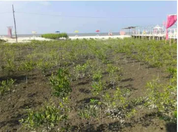 Gambar 3.9. Tanaman Mangrove di wisata Romance Bay 
