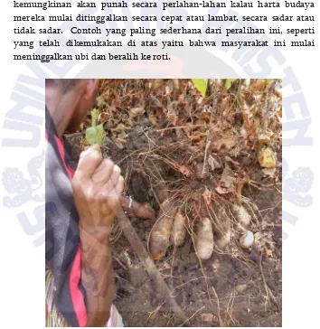 Gambar 10.  Ubi jenis ini yang  ditinggalkan masyarakat  Agrippina Agnes Bele (26 tahun), di daratan Timor ada 16 macam, tidak  beralih ke roti