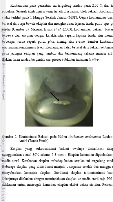 Gambar 2. Kontaminasi Bakteri pada Kultur Anthurium andreanum Linden ex 