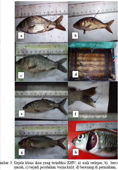 Gambar 3. Gejala klinis ikan yang terinfeksi KHV; a) sisik terlepas, b)  bercak 