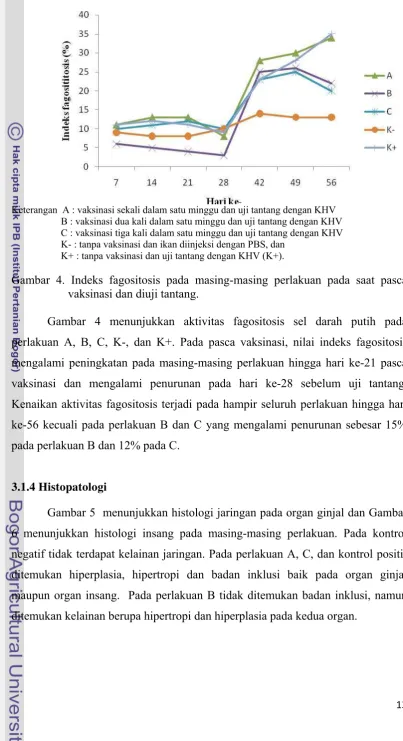 Gambar 4. Indeks fagositosis pada masing-masing perlakuan pada saat pasca  