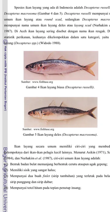 Gambar 4 Ikan layang biasa (Decapterus russelli).