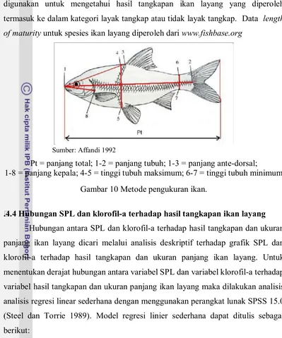 Gambar 10 Metode pengukuran ikan. 