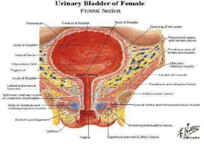 Gambar 2.1. Struktur kandung kemih  