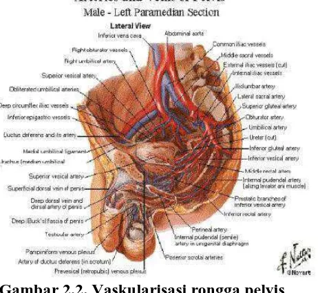Gambar 2.2. Vaskularisasi rongga pelvis  