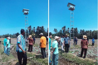 Gambar 5. Petani melihat langsung rumah burung hantu (RUBUHAN) di sawah 