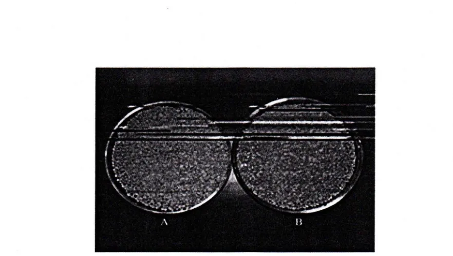 Gambar 2. Granula Ubi Kayu yang Disuplementasi Tepung Kecambah Kedelai 0 Persen (A), dan 10 Persen (8)