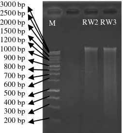 Gambar 8 Hasil elektroforesis Isolasi DNA  Keterangan M : Marker RW2 : Boesenbergia angustifolia RW3: Boesenbergia sp